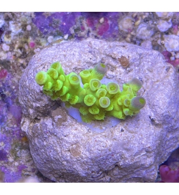 Acropora Tenuis green fluo