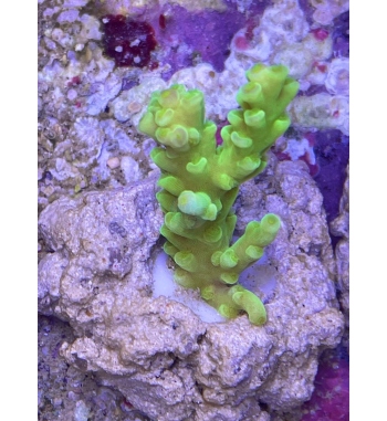 Acropora Tenuis green fluo