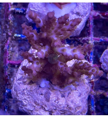 Acropora Plana