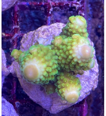 Acropora Humilis