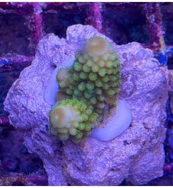 Acropora Humilis