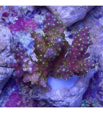 Acropora Valida tricolor