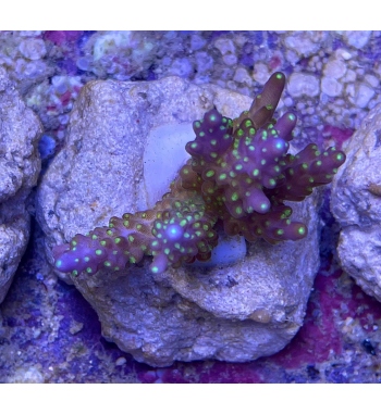 Acropora Valida tricolor