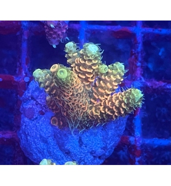 Acropora Millepora super orange yellow tip