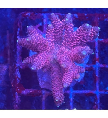 Acropora Millepora res blue tip