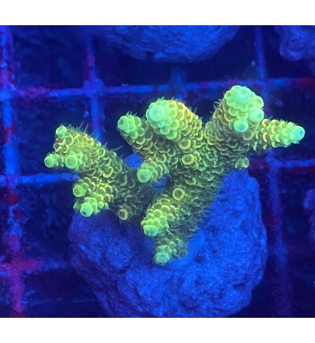 Acropora Millepora sunset