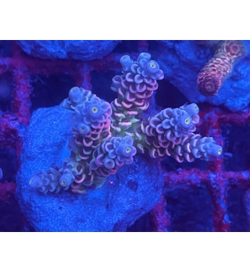 Acropora Tenuis walt disney