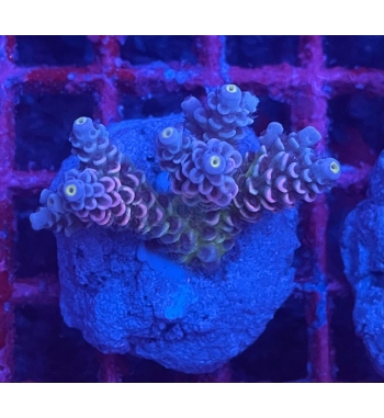 Acropora Tenuis walt disney