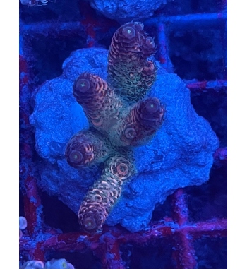 Acropora Millepora rainbow