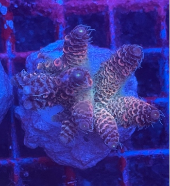 Acropora Millepora rainbow