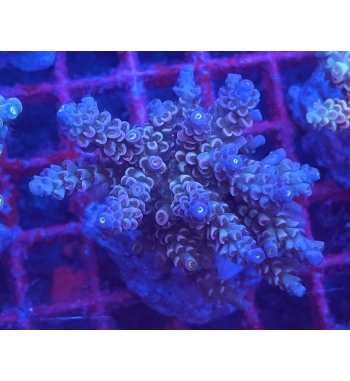 Acropora Tenuis rainbow