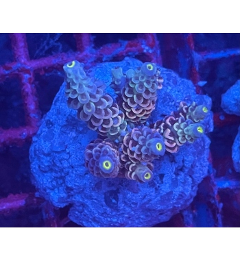 Acropora Tenuis walt disney