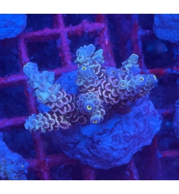 Acropora Tanuis walt disney