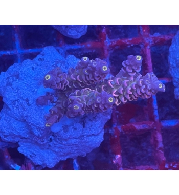 Acropora Tenuis red and blue