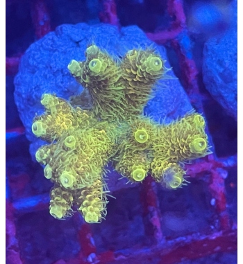 Acropora Millepora yellow