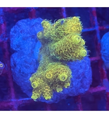 Acropora Millepora yellow