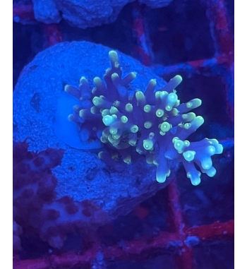 Acropora Cardus pacman