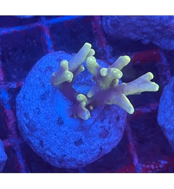 Acropora Caroliniana green