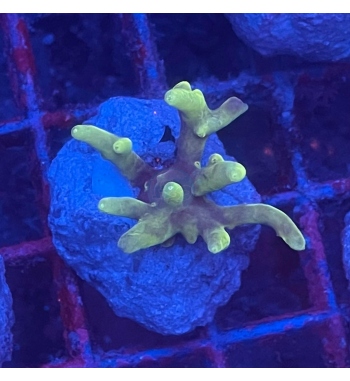 Acropora Caroliniana green