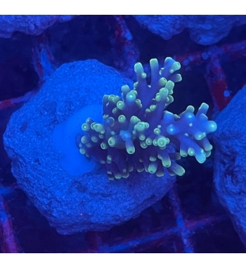 Acropora Carduus  pacman