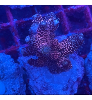 Acropora Millepora red and blue