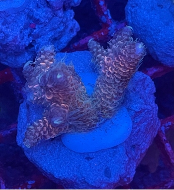 Acropora Millepora orange and blue