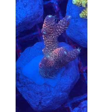 Acropora Millepora orange