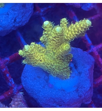 Acropora Millepora yellow