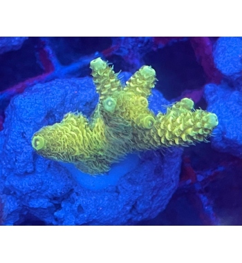 Acropora Millepora yellow