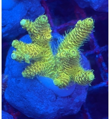 Acropora Millepora yellow