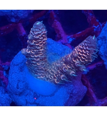 Acropora Millepora orange and blue