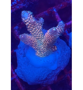 Acropora Millepora rainbow