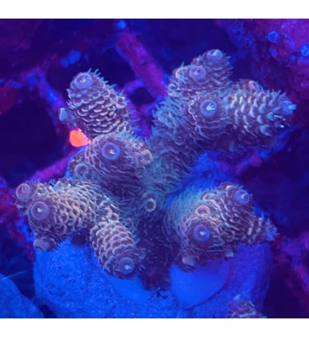 Acropora Millepora sunset