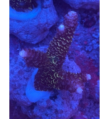 Acropora Aspera green purple