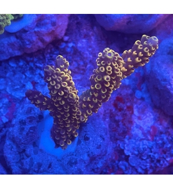 Acropora Pickachu