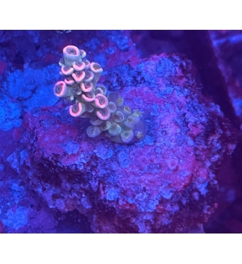 Acropora Tenuis red