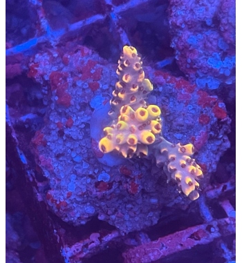 Acropora Aculeus orange