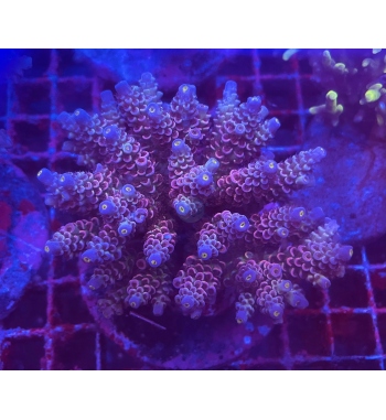 Acropora Tenuis red and blue