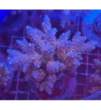 Acropora Tenuis walt disney