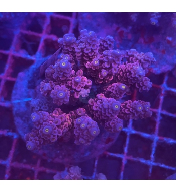 Acropora Tenuis red and blue