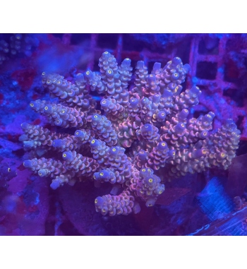 Acropora Tenuis rainbow