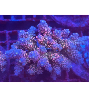 Acropora Tenuis walt disney