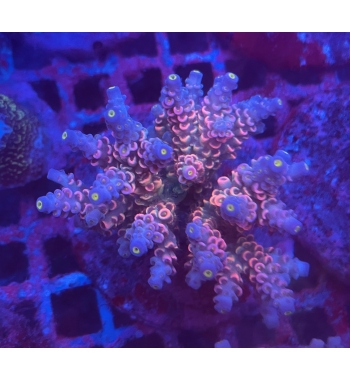 Acropora Tenuis rainbow