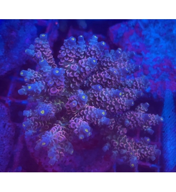 Acropora Tenuis rainbow