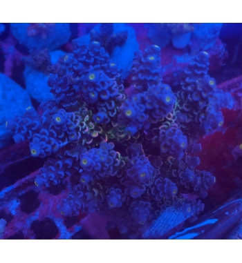 Acropora Tenuis rainbow