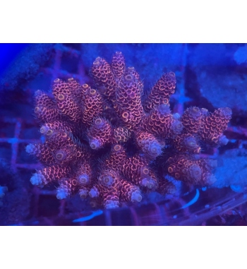 Acropora Millepora red and blue