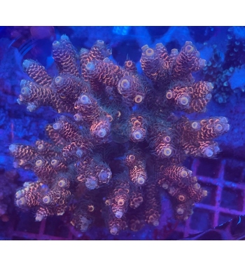 Acropora Millepora orange