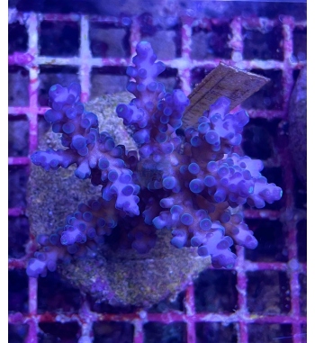 Acropora Gomezi