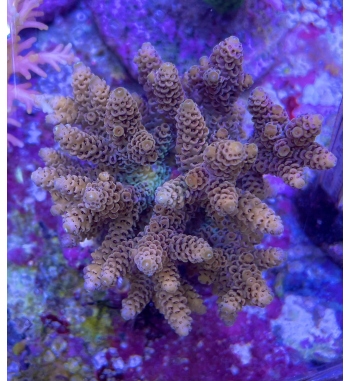 Acropora Millepora orange and green