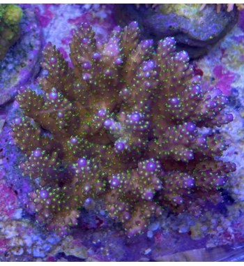 Acropora Valida tricolor